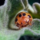 bug time